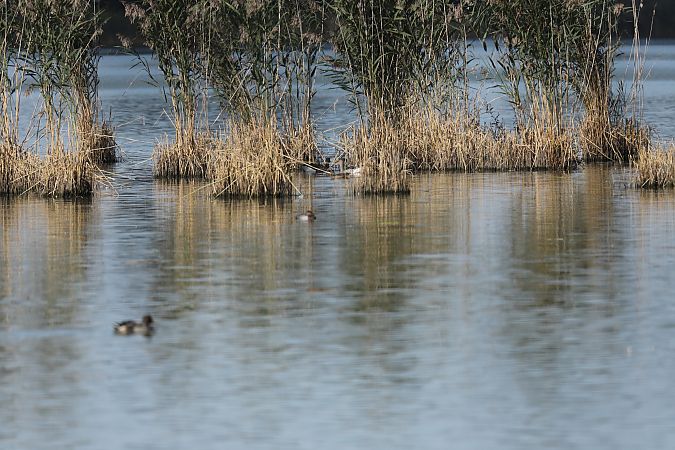 Common Pochard  - Henryk Piernikarczyk