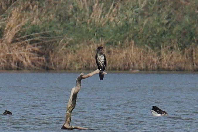 Great Cormorant  - Henryk Piernikarczyk