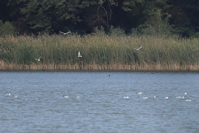 Large Gull, unidentified  - Henryk Piernikarczyk