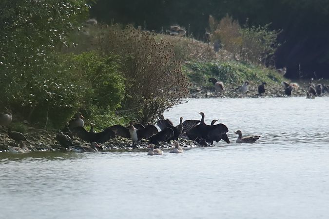 Great Cormorant  - Henryk Piernikarczyk