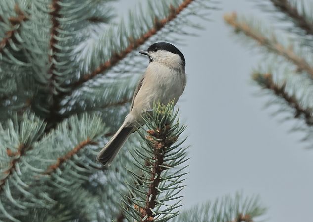 Marsh Tit  - Tomasz Doroń