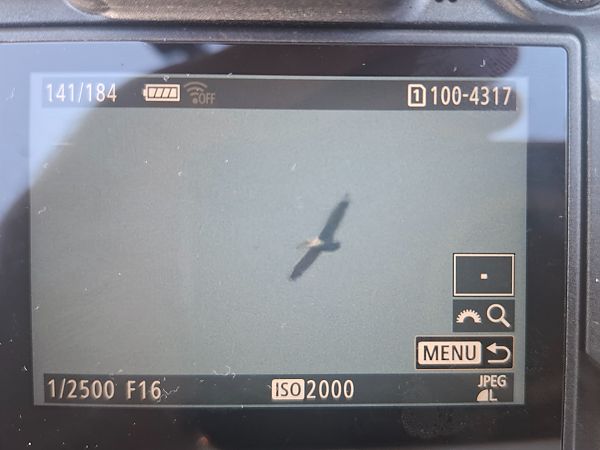 Dalmatian Pelican  - Tomasz Doroń