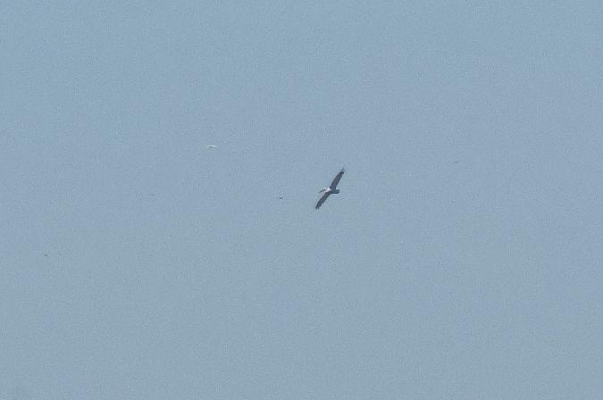 Pélican frisé  - Tomasz Doroń