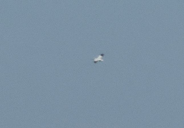 pelikan kędzierzawy  - Tomasz Doroń