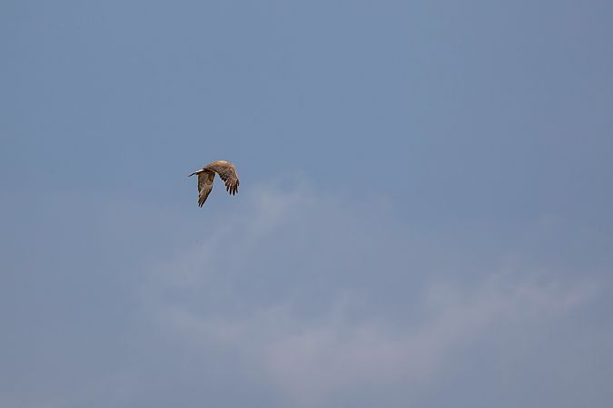 Long-legged Buzzard  - Jacek Warżała