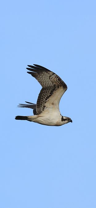 Balbuzard pêcheur  - Adam Grabowski
