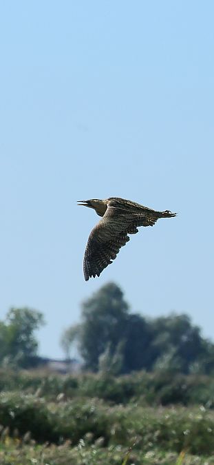 bąk  - Adam Grabowski