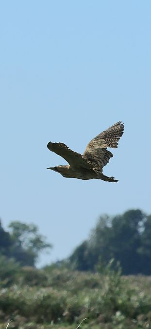 Butor étoilé  - Adam Grabowski