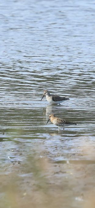 biegus krzywodzioby  - Adam Grabowski