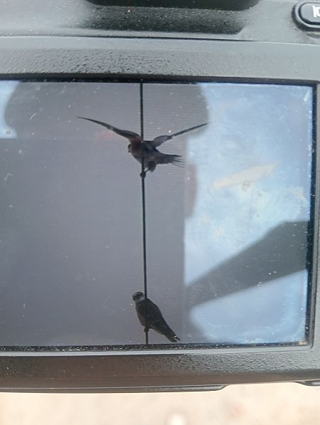 Red-footed Falcon  - Banasiak Krzysztof