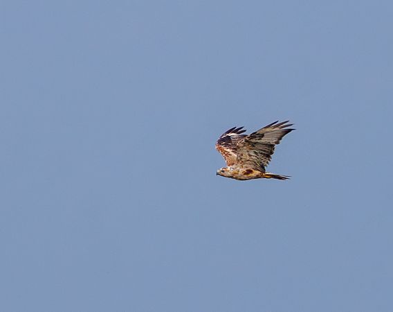 Adlerbussard  - Damian Mikulski
