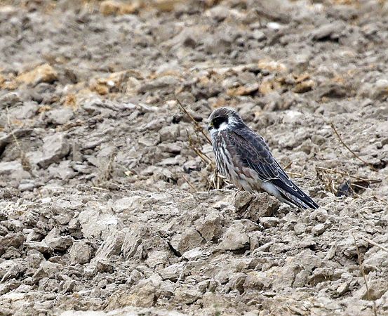 kobczyk  - Damian Mikulski