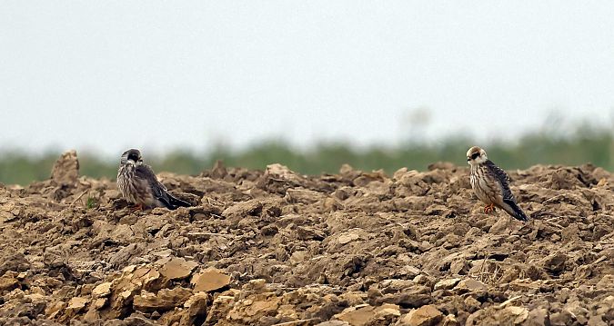 Rotfussfalke  - Damian Mikulski