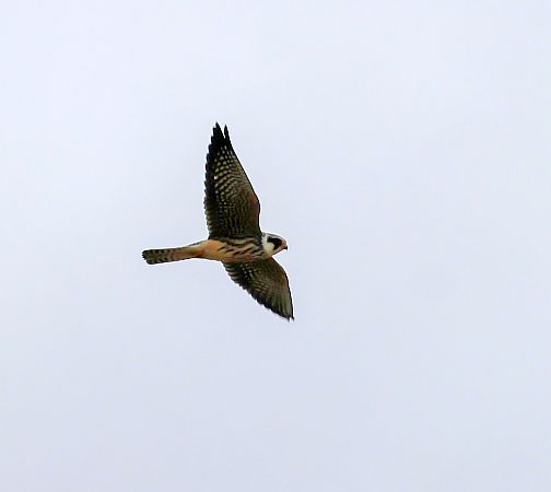 kobczyk  - Damian Mikulski