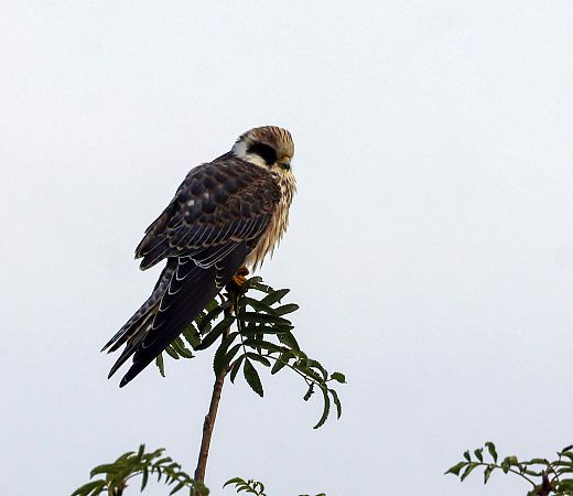 kobczyk  - Damian Mikulski