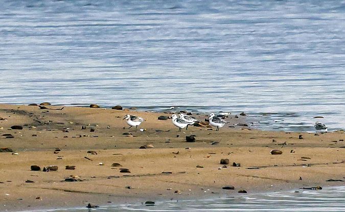 Sanderling  - Damian Mikulski