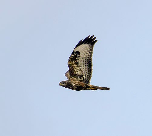 Mäusebussard  - Damian Mikulski