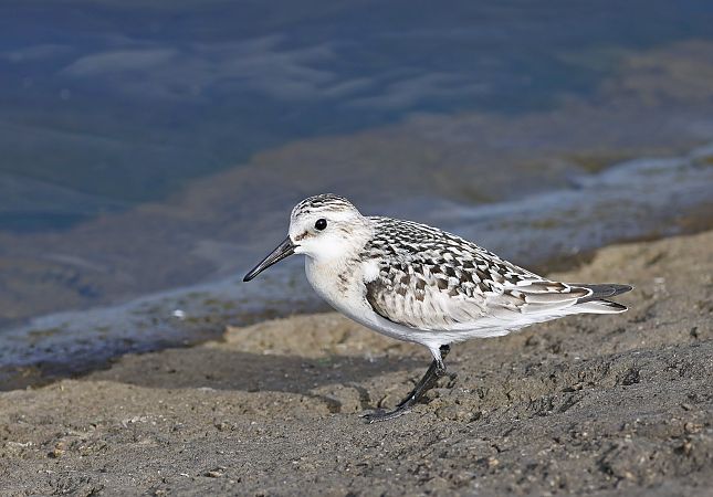 Bécasseau sanderling  - Damian Mikulski