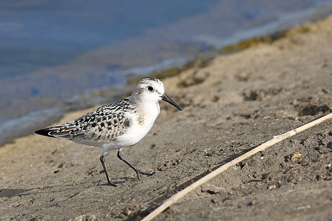 Bécasseau sanderling  - Damian Mikulski