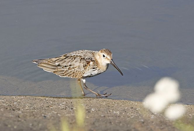 biegus zmienny  - Damian Mikulski