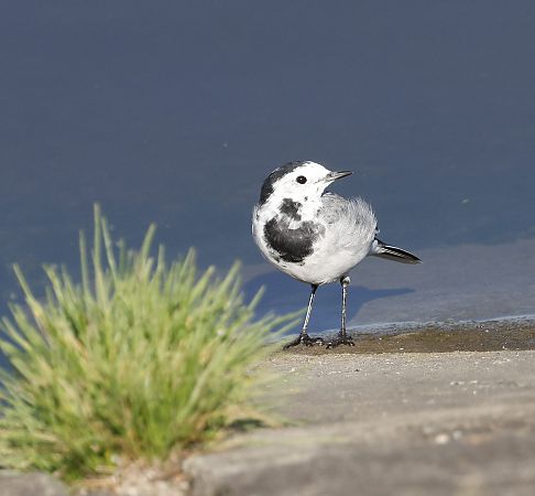 pliszka siwa  - Damian Mikulski