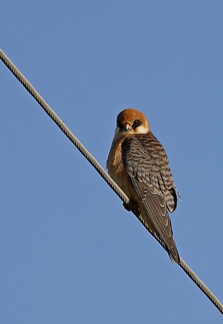 kobczyk  - Damian Mikulski