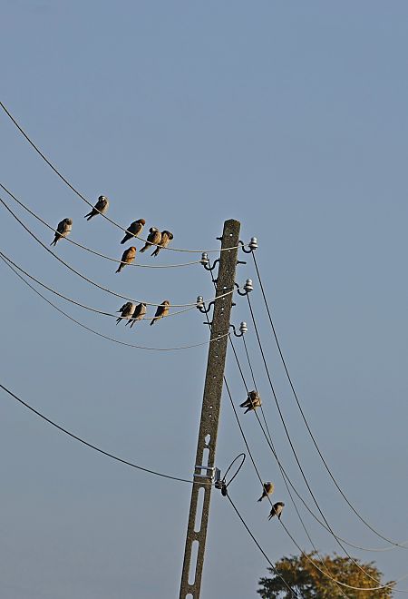 kobczyk  - Damian Mikulski