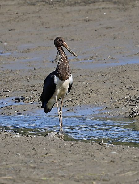 Schwarzstorch  - Damian Mikulski