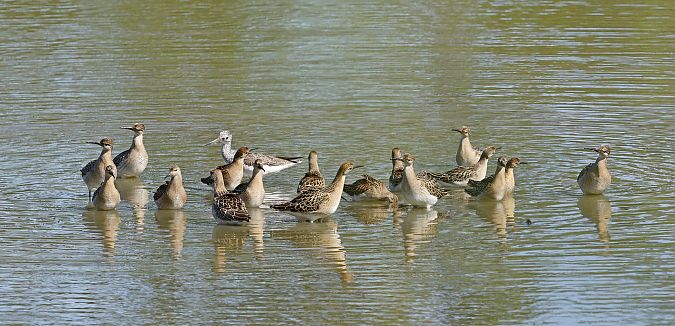 batalion  - Damian Mikulski