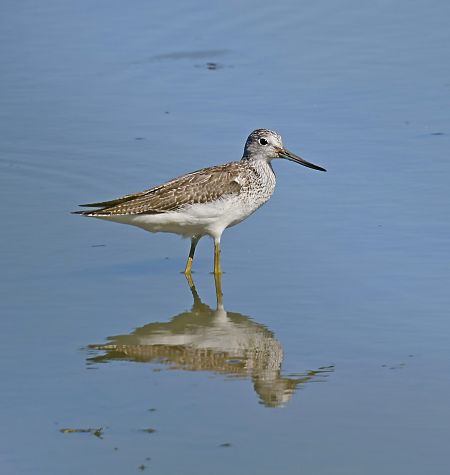 Grünschenkel  - Damian Mikulski