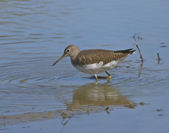 samotnik  - Damian Mikulski