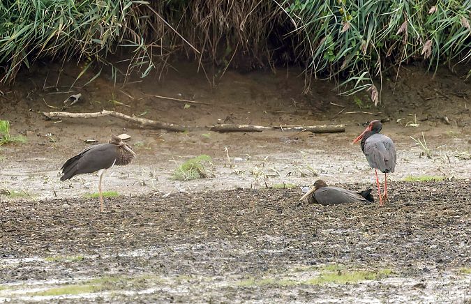 Black Stork  - Damian Mikulski