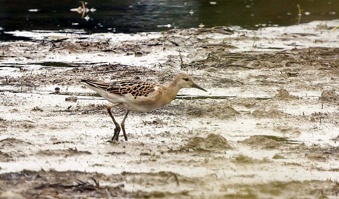 Ruff  - Damian Mikulski