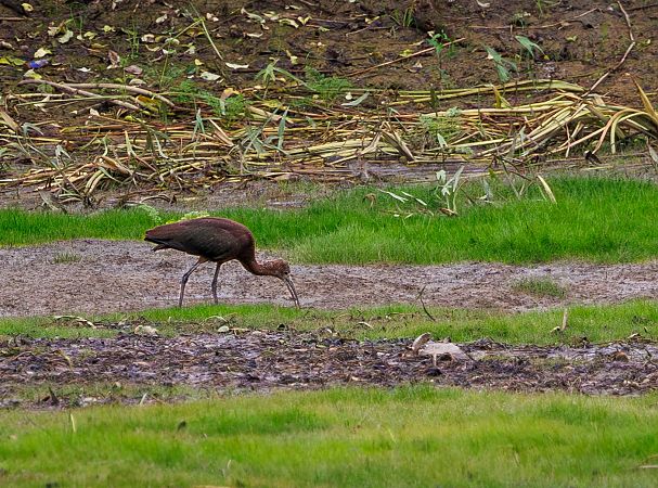 Ibis falcinelle  - Damian Mikulski