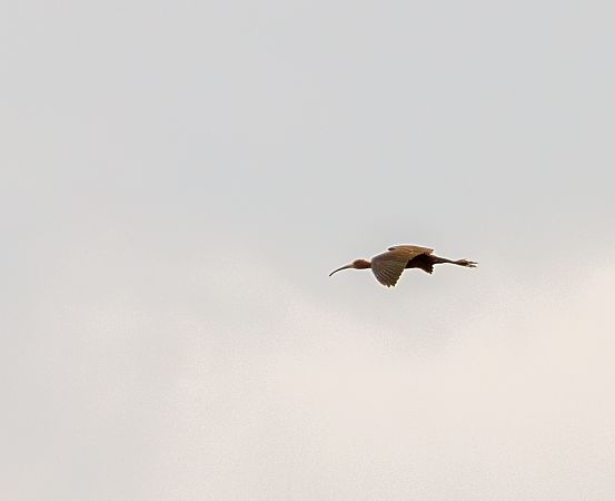 Ibis falcinelle  - Damian Mikulski