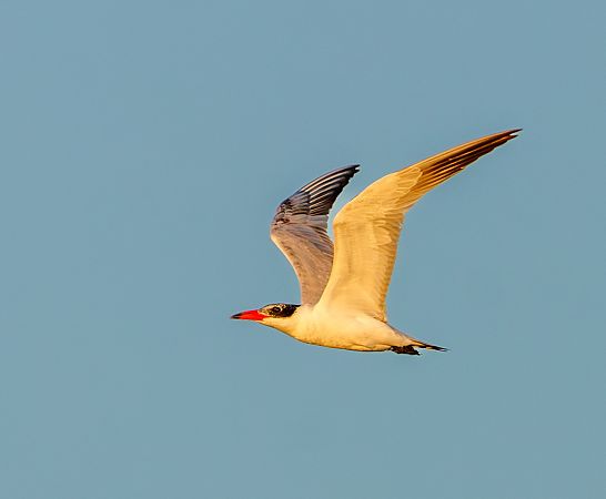 rybitwa wielkodzioba  - Damian Mikulski