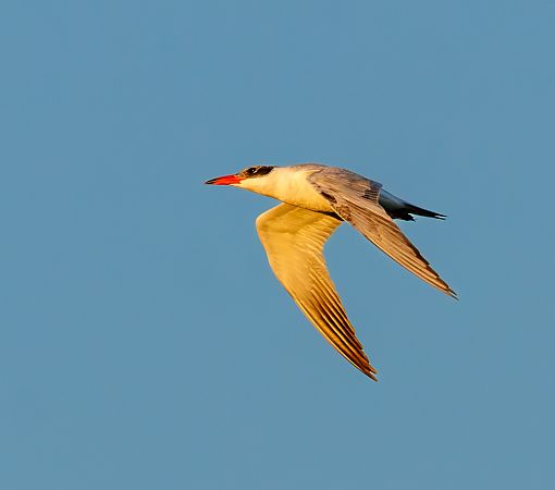 rybitwa wielkodzioba  - Damian Mikulski