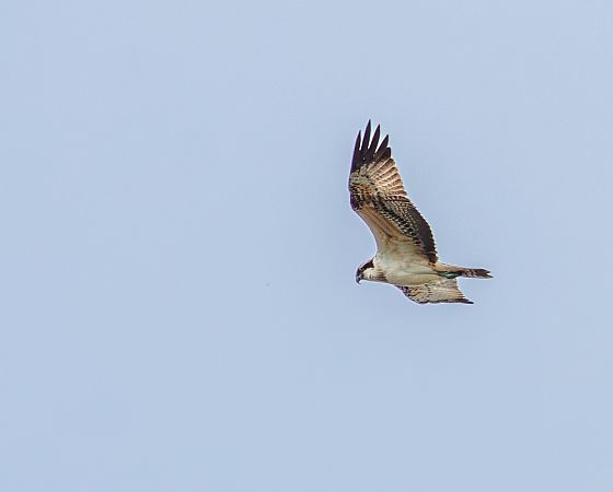 Fischadler  - Damian Mikulski