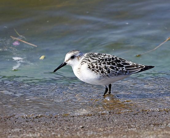 Sanderling  - Damian Mikulski