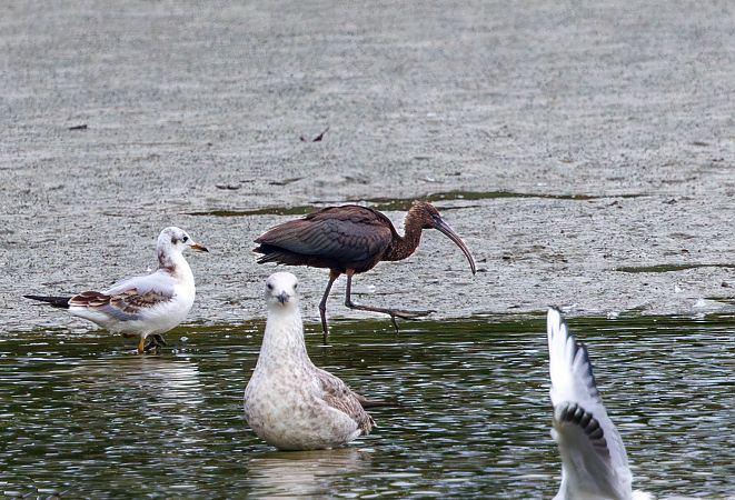 ibis kasztanowaty  - Damian Mikulski