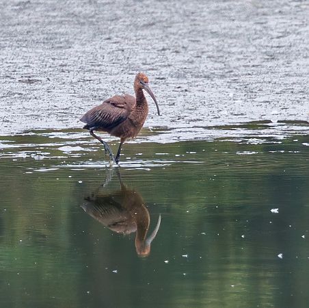 Sichler  - Damian Mikulski