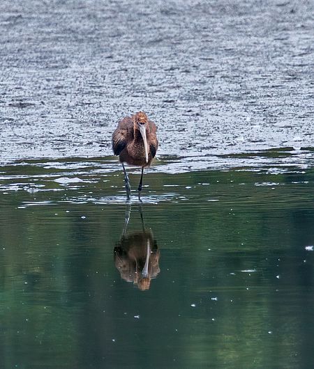 ibis kasztanowaty  - Damian Mikulski