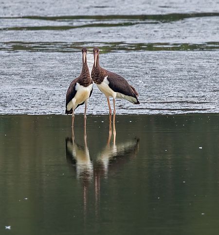 Black Stork  - Damian Mikulski