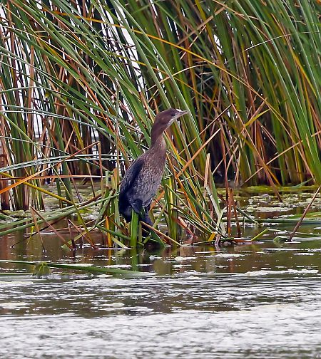 Zwergscharbe  - Damian Mikulski