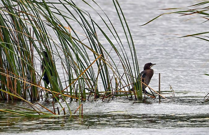 Cormoran pygmée  - Damian Mikulski
