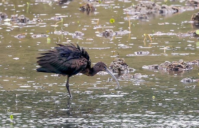 ibis kasztanowaty  - Damian Mikulski