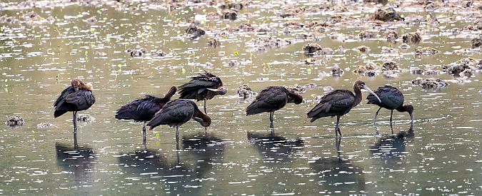 ibis kasztanowaty  - Damian Mikulski