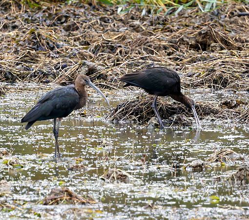 ibis kasztanowaty  - Damian Mikulski