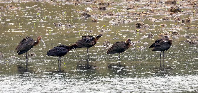 ibis kasztanowaty  - Damian Mikulski