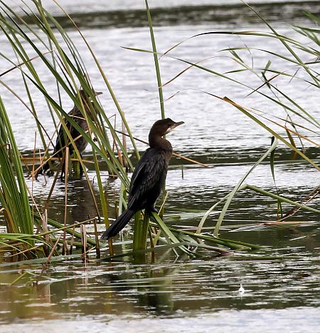 Zwergscharbe  - Damian Mikulski